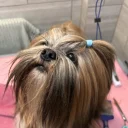 Lhasa Apso