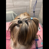 Lhasa Apso