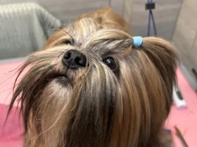 Lhasa Apso