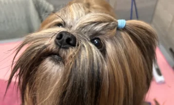 Lhasa Apso
