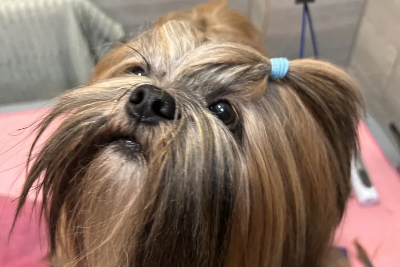 Lhasa Apso