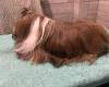 Lhasa Apso