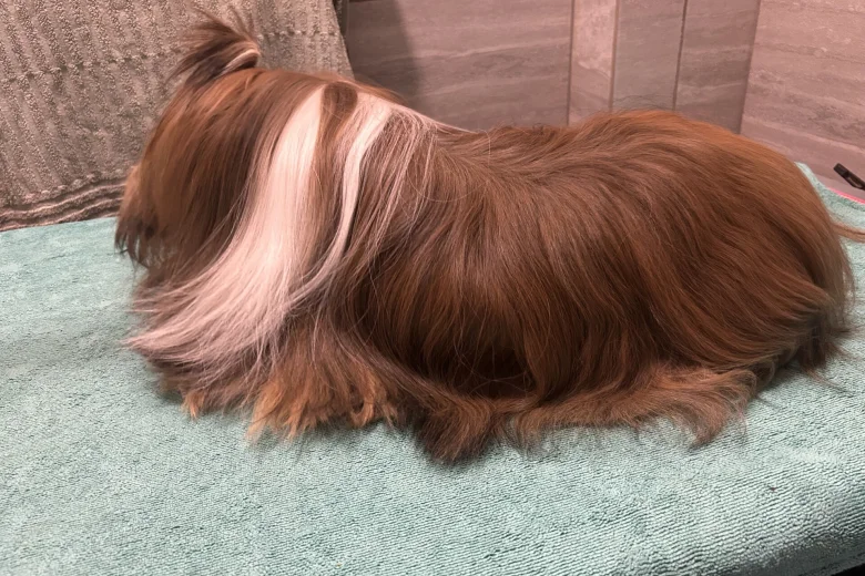 Lhasa Apso