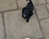 Cocker Spaniel (Working)