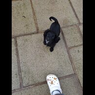 Cocker Spaniel (Working)