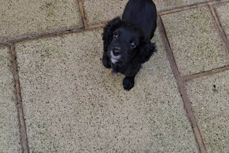 Cocker Spaniel (Working)