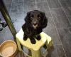 Cocker Spaniel (Working)