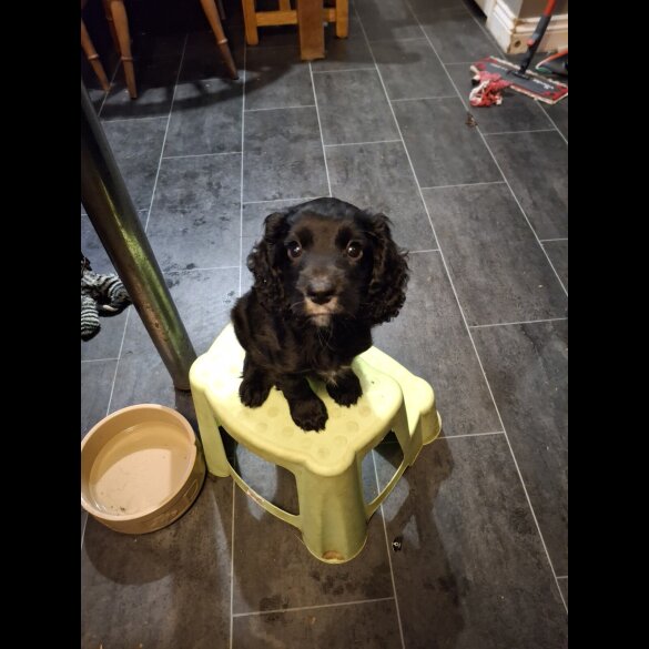 Cocker Spaniel (Working)