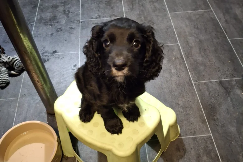 Cocker Spaniel (Working)