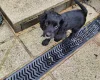 Cocker Spaniel (Working)