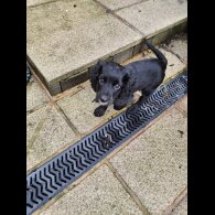 Cocker Spaniel (Working)