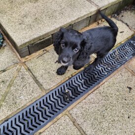 Cocker Spaniel (Working)