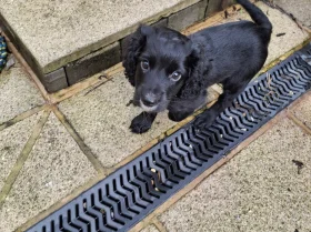 Cocker Spaniel (Working)