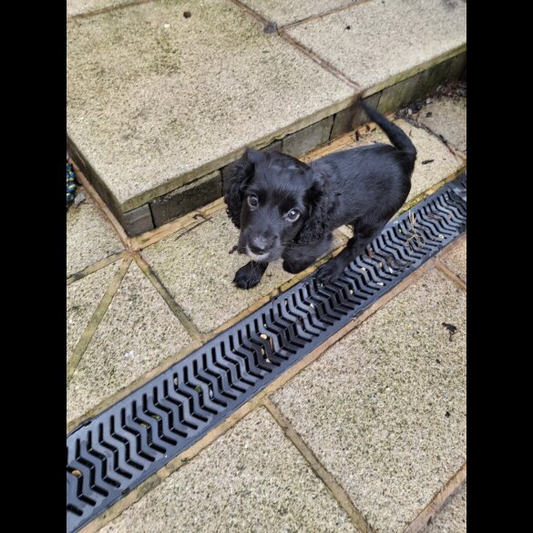 Cocker Spaniel (Working)