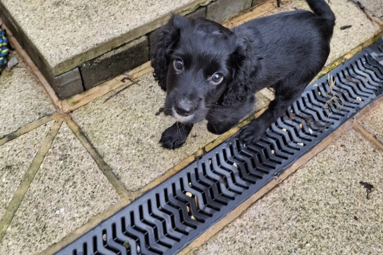 Cocker Spaniel (Working)