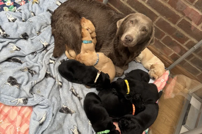 Labrador Retriever
