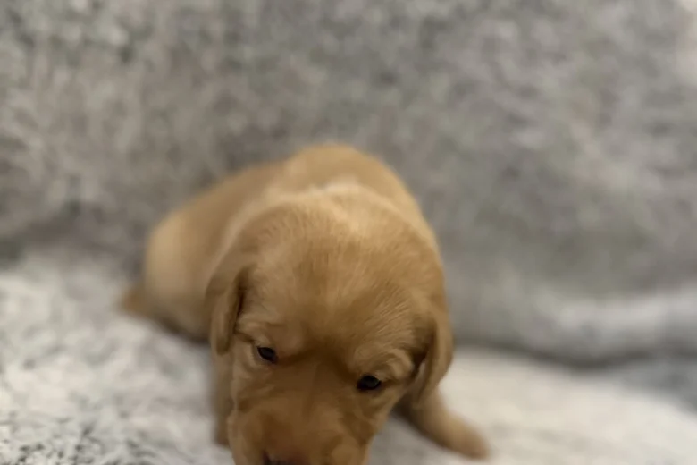 Labrador Retriever