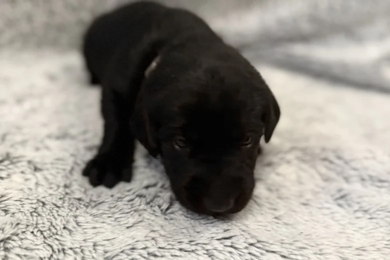 Labrador Retriever