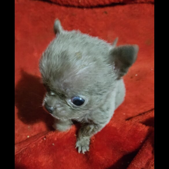 Chihuahua Smooth Coat