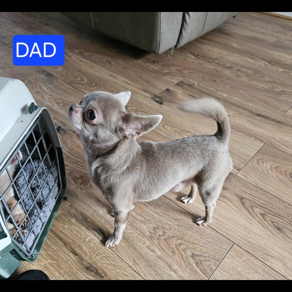 Chihuahua Smooth Coat