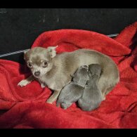 Chihuahua Smooth Coat