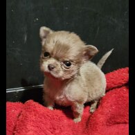 Chihuahua Smooth Coat