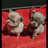 Chihuahua Smooth Coat