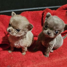 Chihuahua Smooth Coat