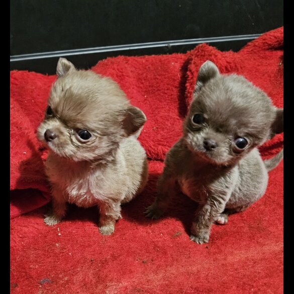 Chihuahua Smooth Coat