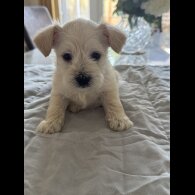 Miniature Schnauzer