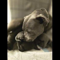 Staffordshire Bull Terrier