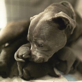 Staffordshire Bull Terrier