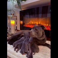 Staffordshire Bull Terrier