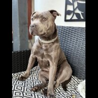 Staffordshire Bull Terrier
