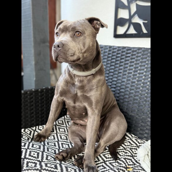 Staffordshire Bull Terrier