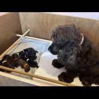 Cocker Spaniel (Show)