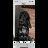 Cocker Spaniel (Show)