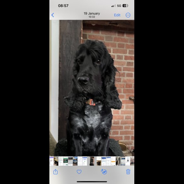 Cocker Spaniel (Show)