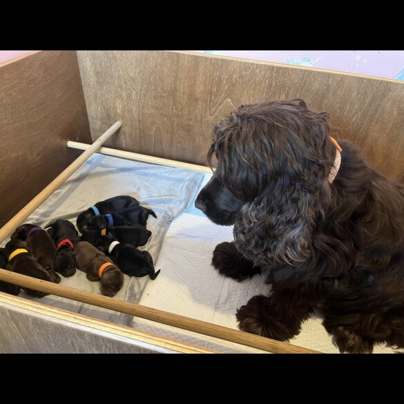 Cocker Spaniel (Show)