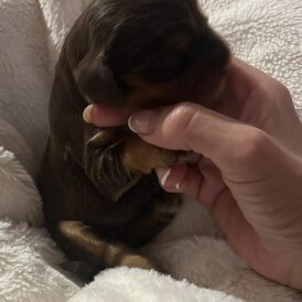 Cocker Spaniel (Show)