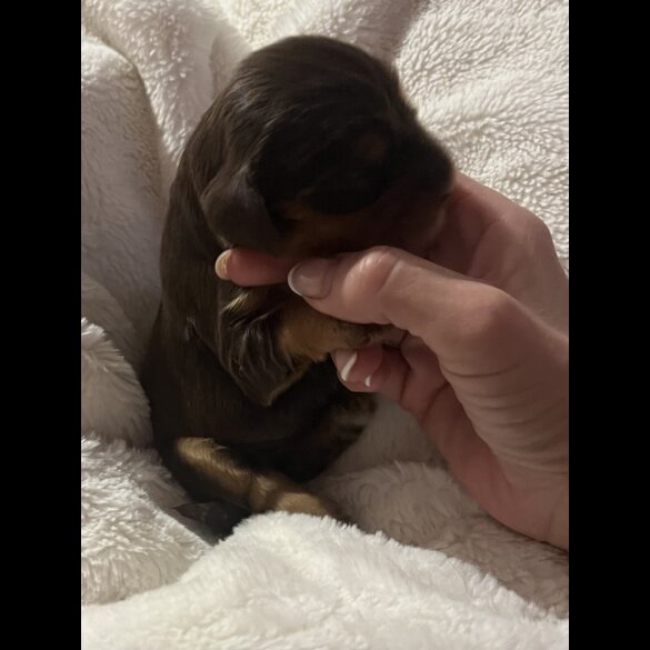 Cocker Spaniel (Show)