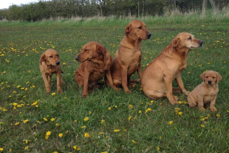 Labrador Retriever