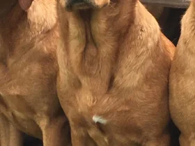 Labrador Retriever
