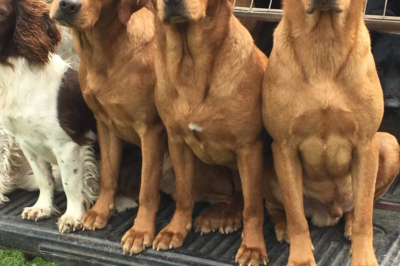 Labrador Retriever