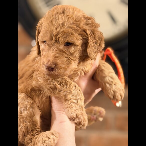 Labradoodle