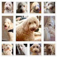Labradoodle