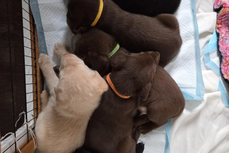 Labrador Retriever