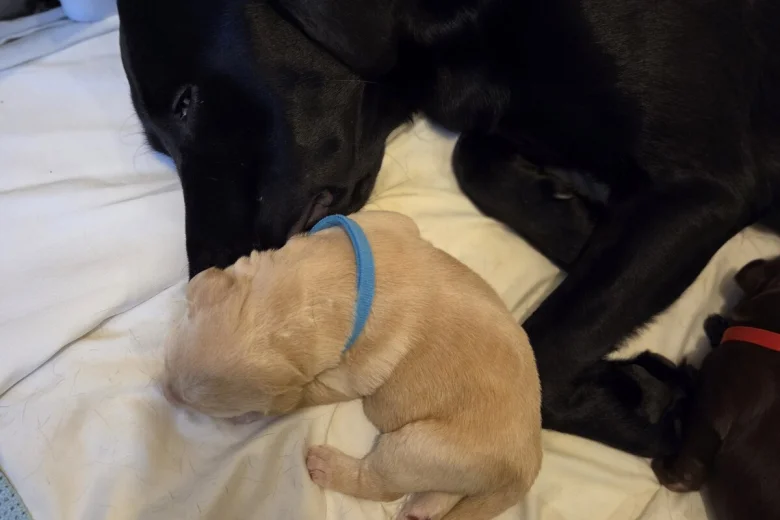 Labrador Retriever