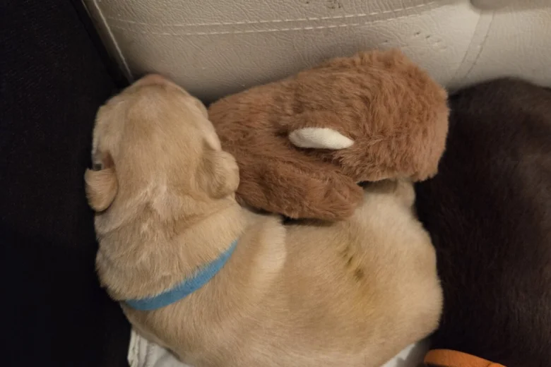 Labrador Retriever