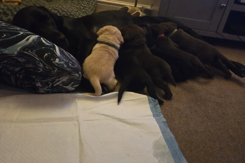 Labrador Retriever